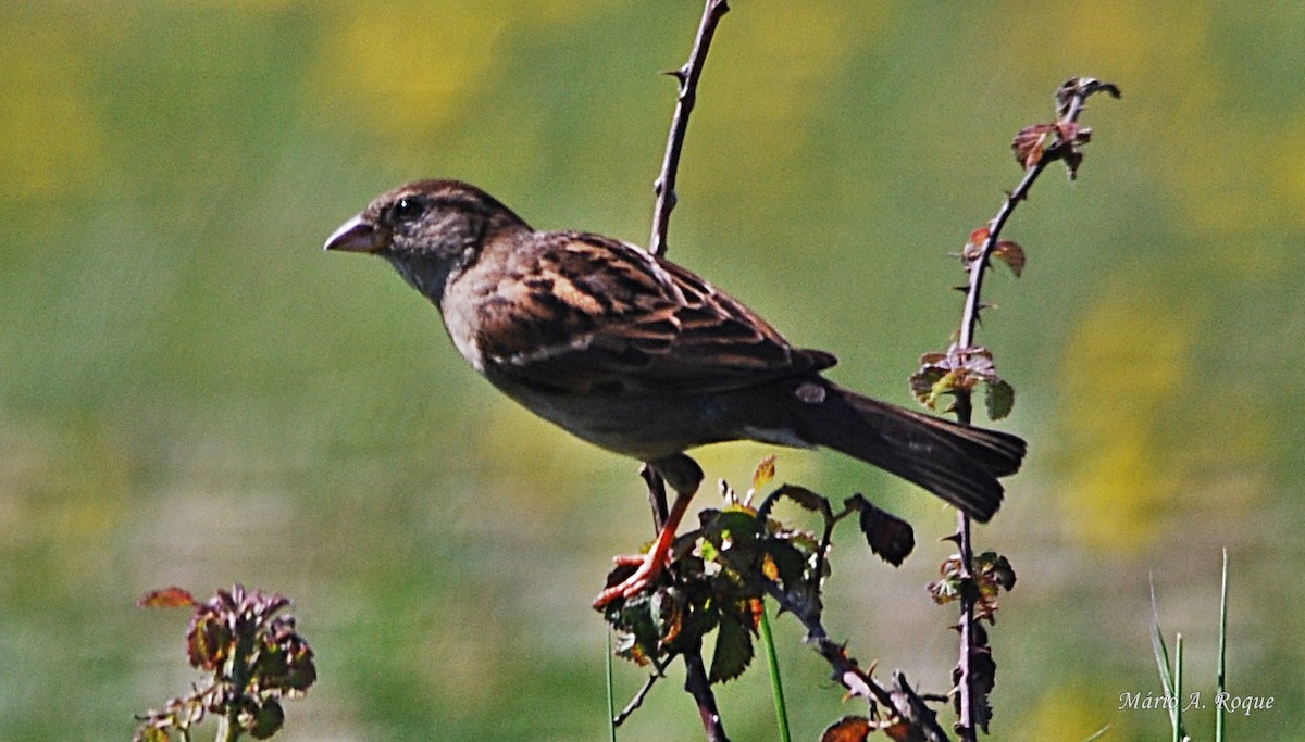 House Sparrow - ML619096581