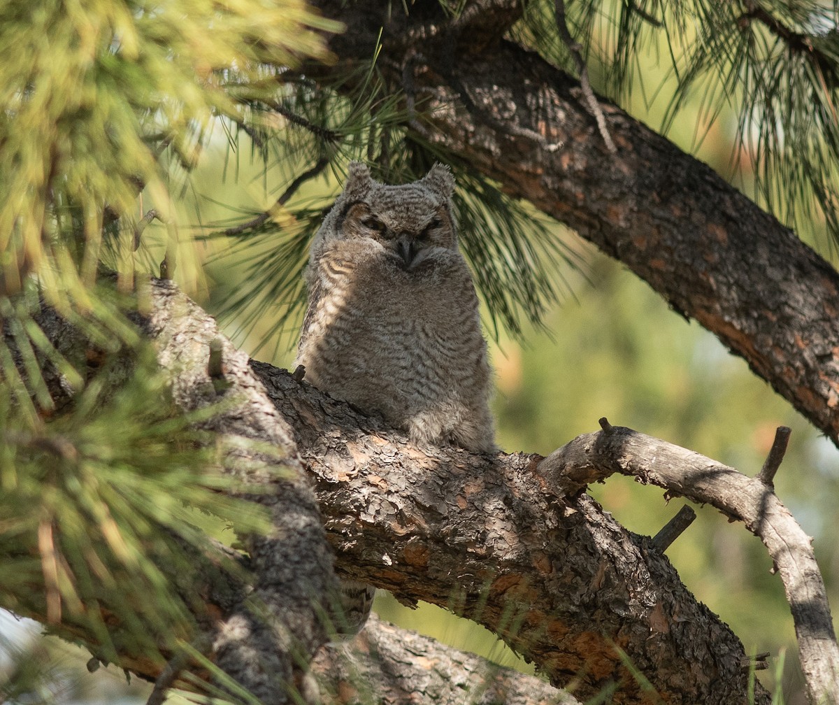 Great Horned Owl - ML619096583