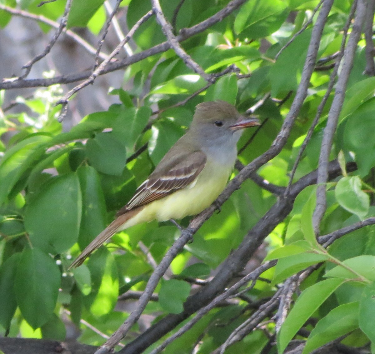 Great Crested Flycatcher - ML619096612