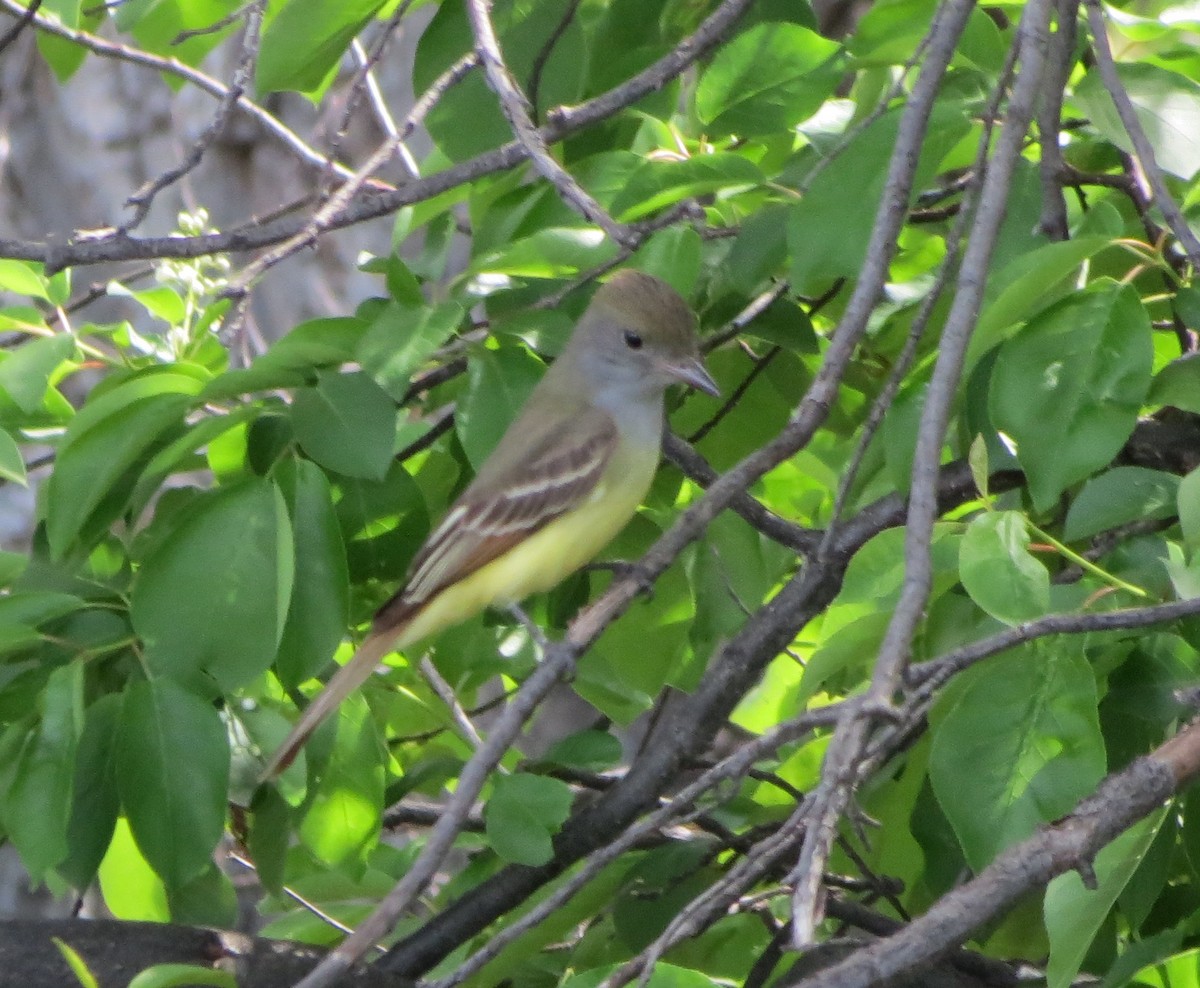 Great Crested Flycatcher - ML619096613