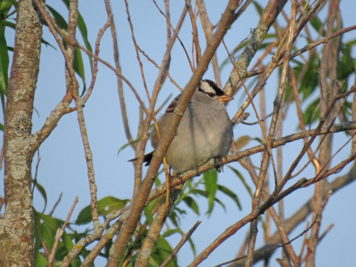 White-crowned Sparrow - Thomas Schultz