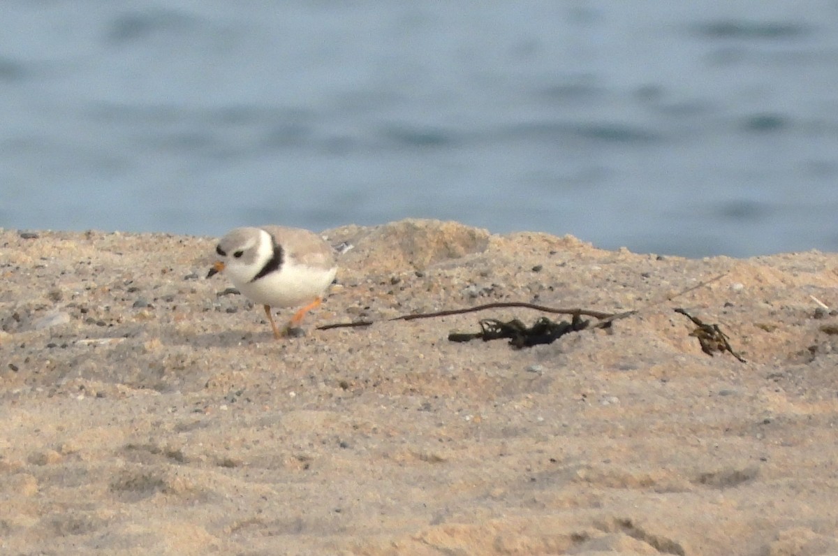 Piping Plover - ML619096665
