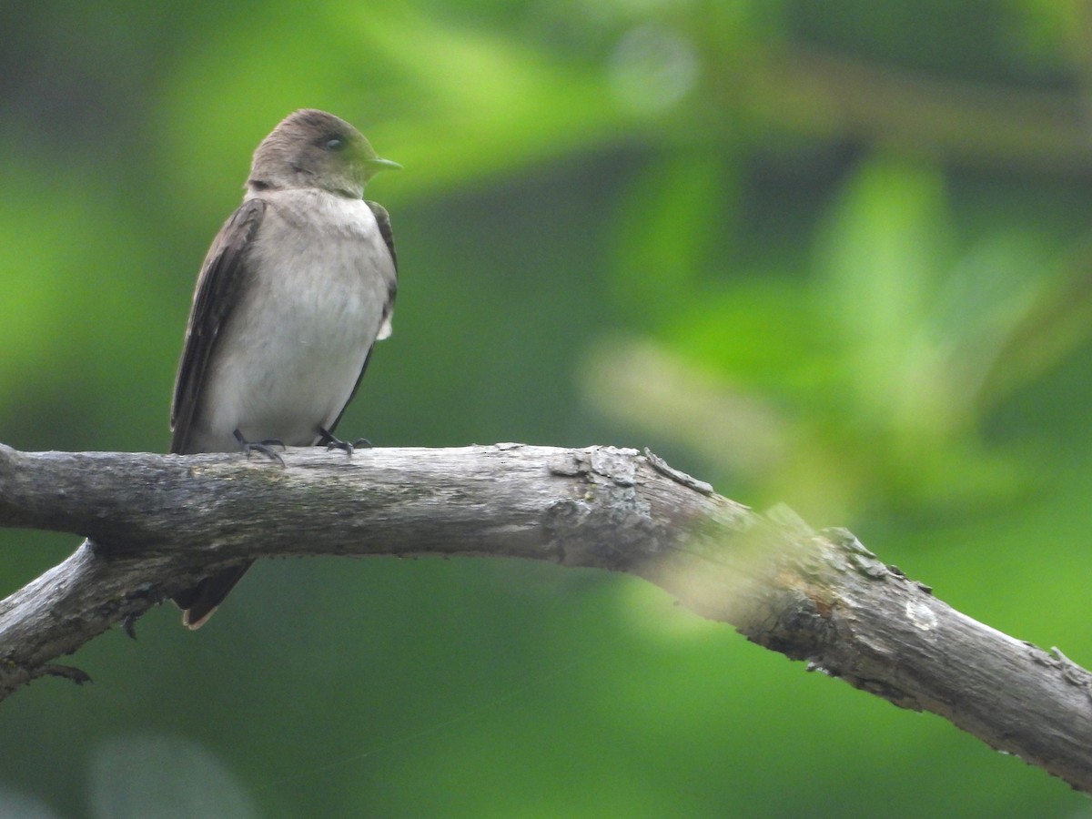 Northern Rough-winged Swallow - ML619096667