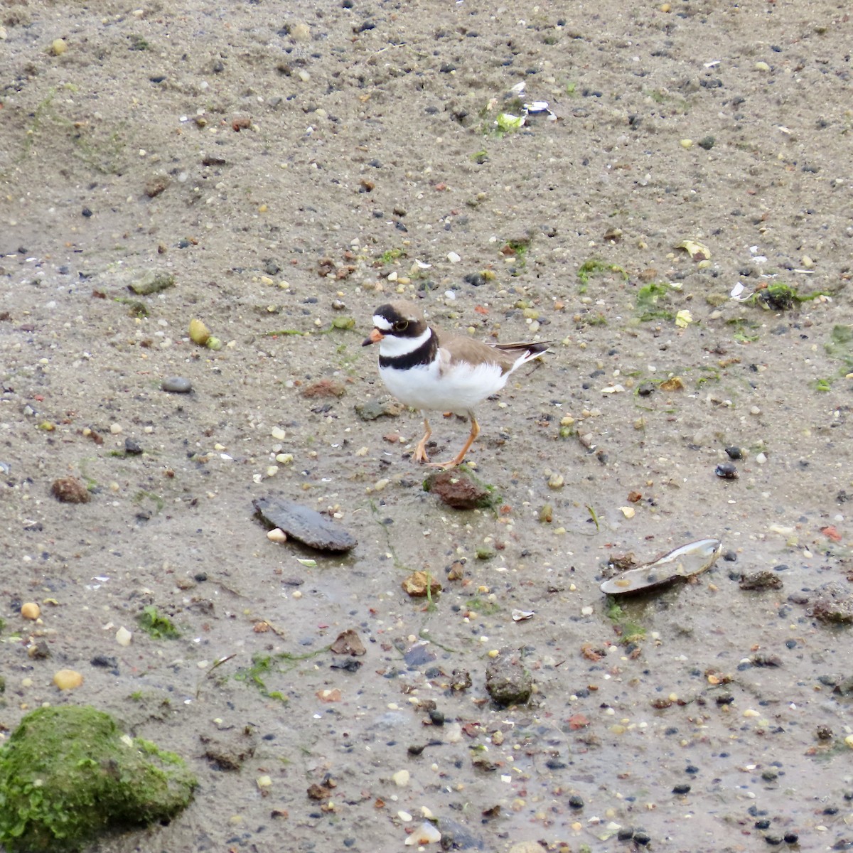 Semipalmated Plover - ML619096678