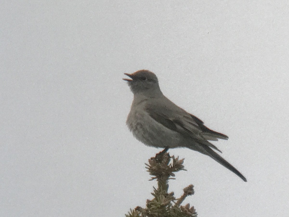 Townsend's Solitaire - ML619096680
