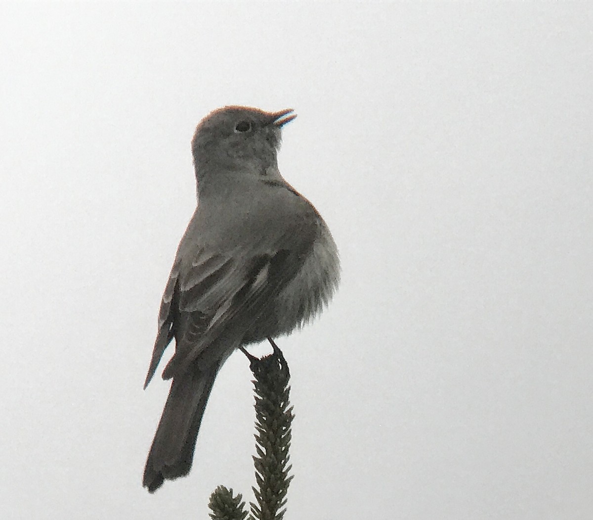 Townsend's Solitaire - ML619096681
