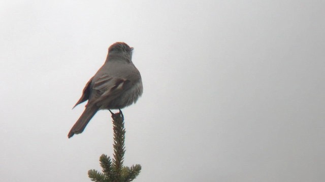 Townsend's Solitaire - ML619096694