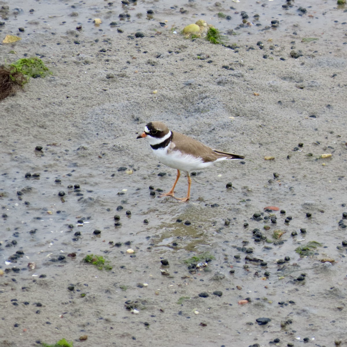 Semipalmated Plover - ML619096711