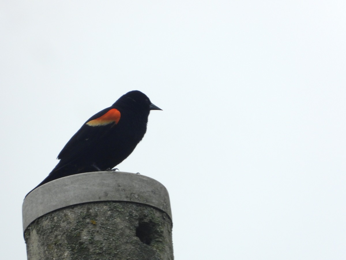 Red-winged Blackbird - ML619096712