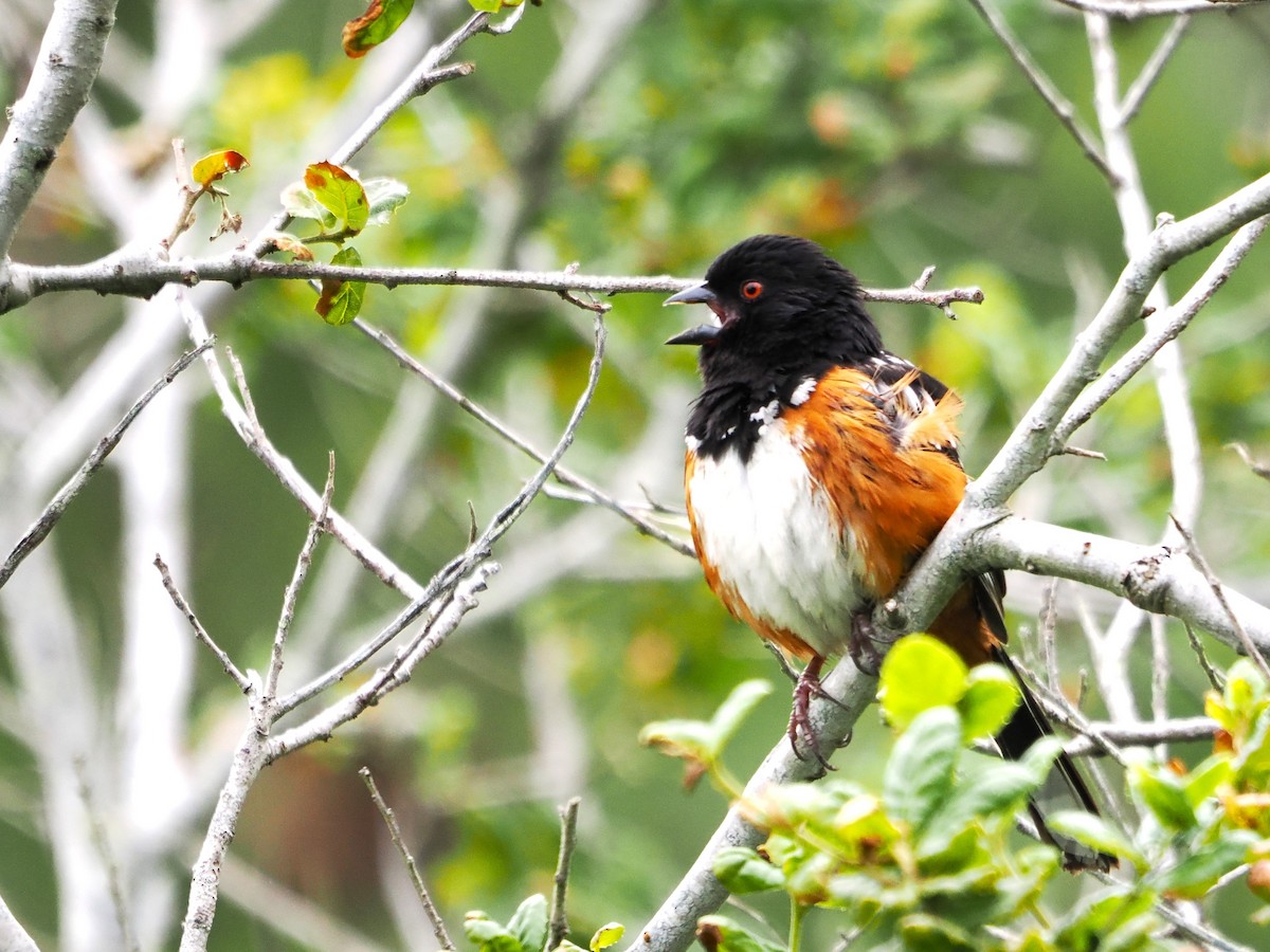 Spotted Towhee - ML619096725