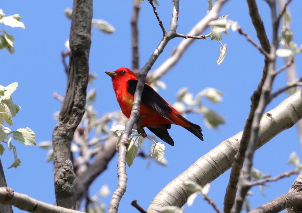 Scarlet Tanager - ML619096762