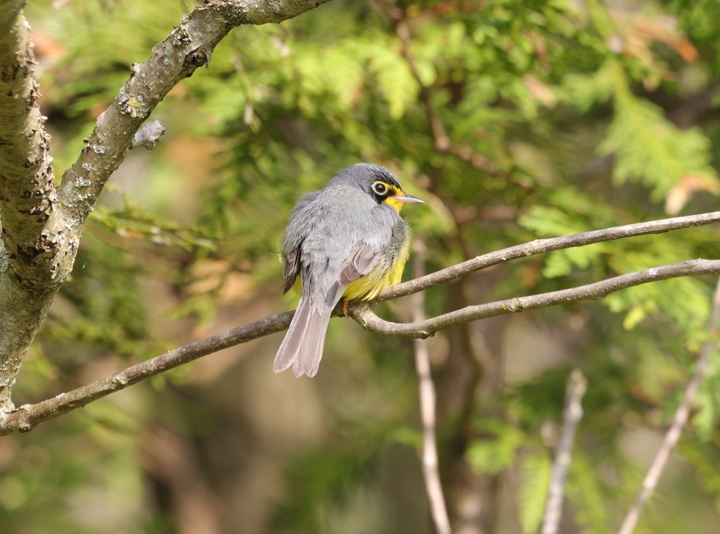 Canada Warbler - Tracy Muller