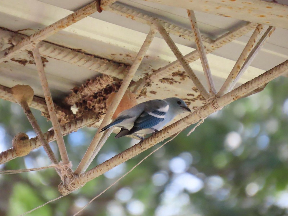 Blue-gray Tanager - ML619096801