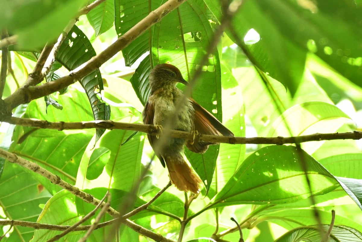 Speckled Spinetail - ML619096868