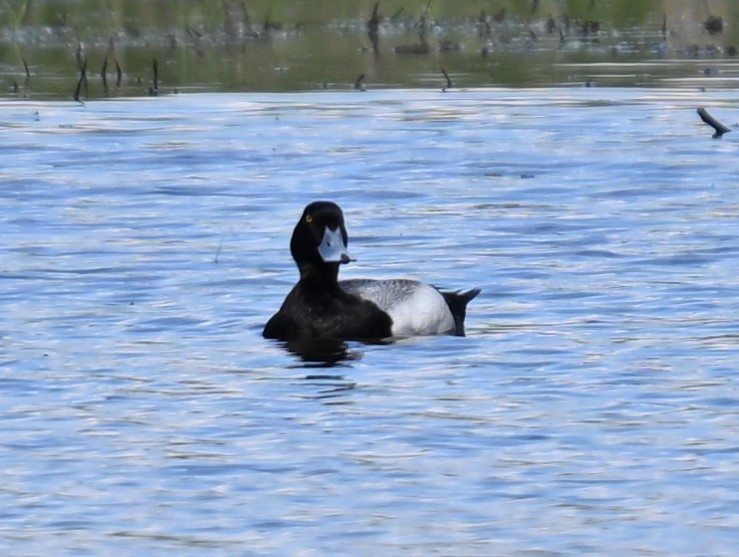 Greater Scaup - ML619096878