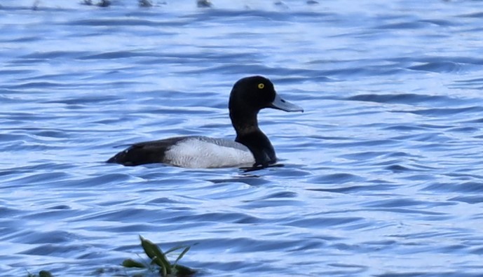 Greater Scaup - ML619096907