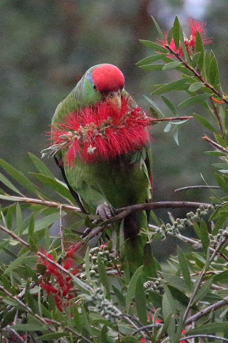 Red-crowned Parrot - ML619096939