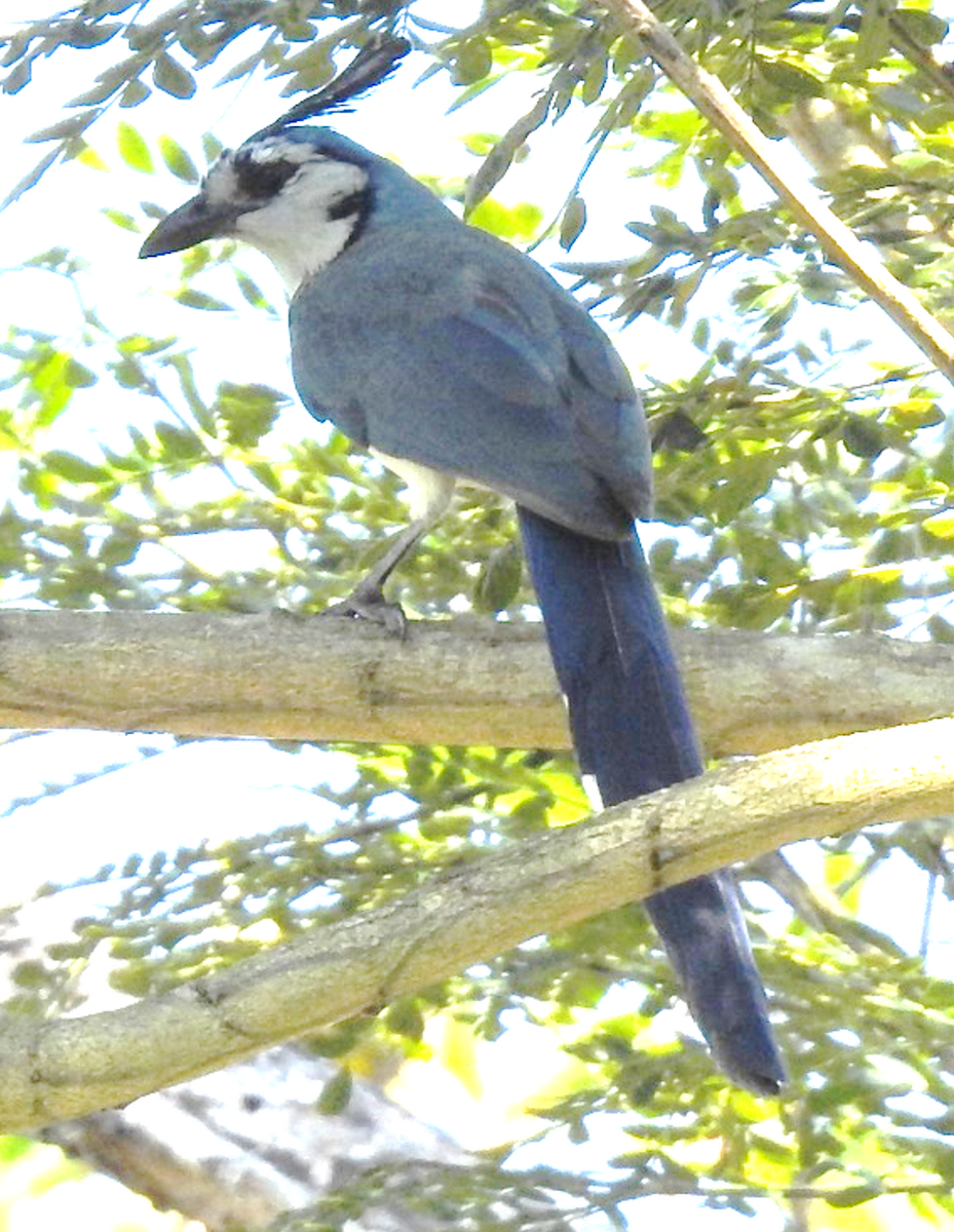 White-throated Magpie-Jay - ML619096945