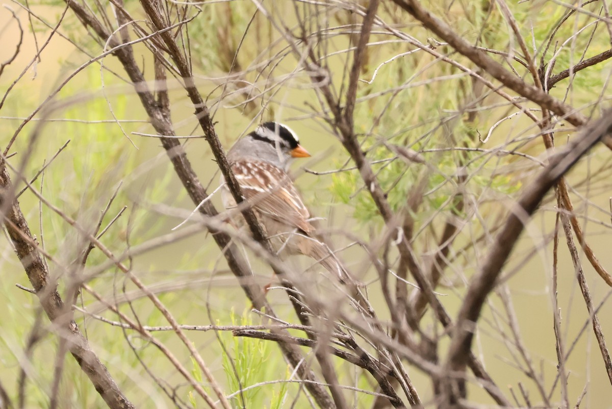 White-crowned Sparrow - ML619096946