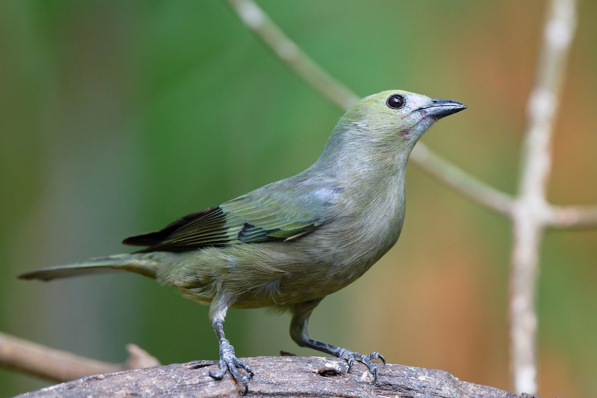 Plain-colored Tanager - ML619096951