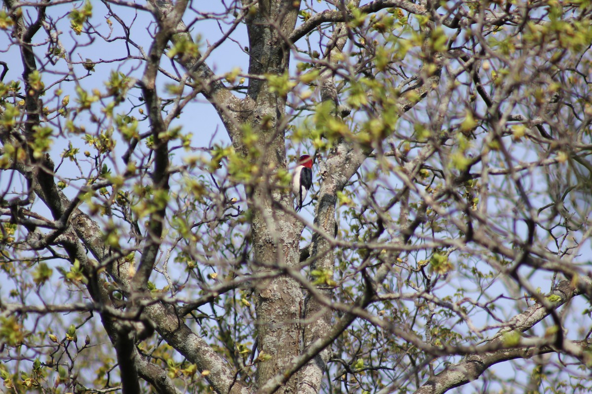 Red-headed Woodpecker - Madison Grenier