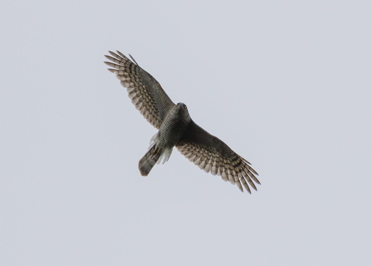 Eurasian Sparrowhawk - ML619096956