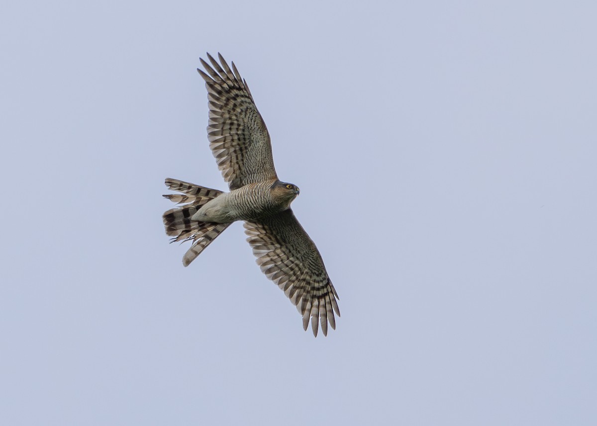 Eurasian Sparrowhawk - ML619096957