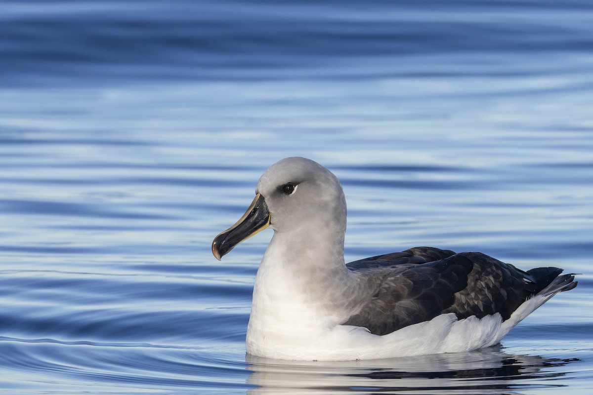 albatros šedohlavý - ML619096973
