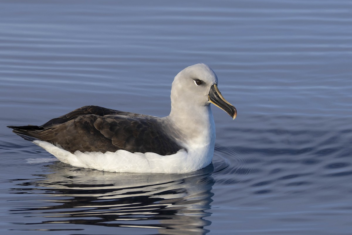 albatros šedohlavý - ML619096974