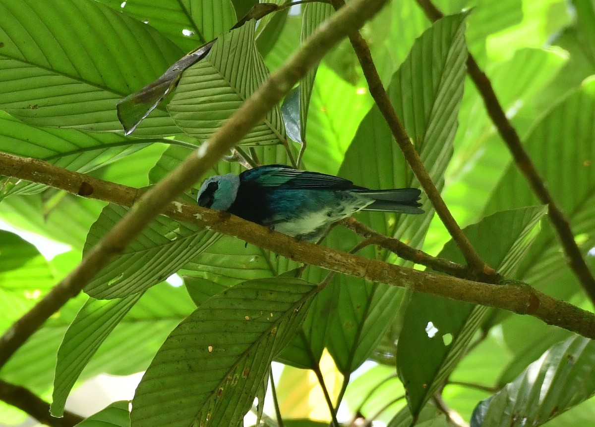 Masked Tanager - ML619096977