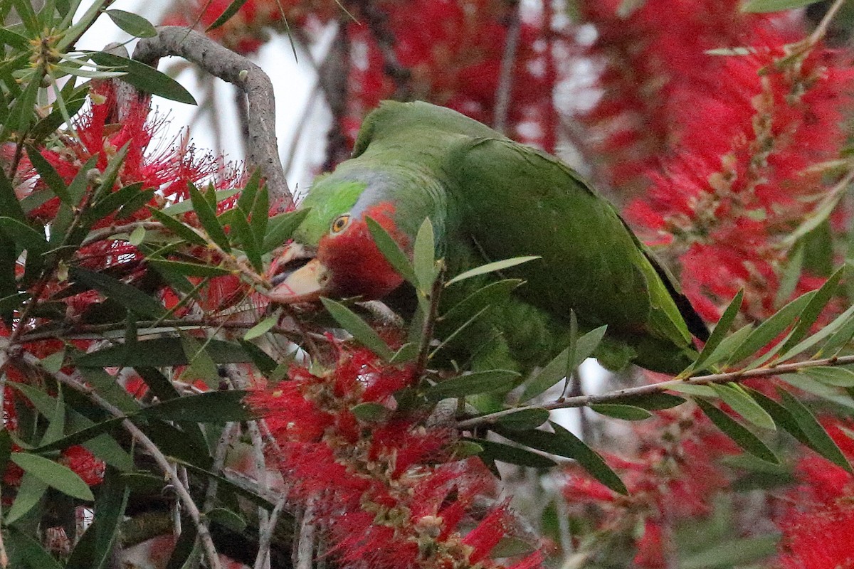 Red-crowned Parrot - ML619096994
