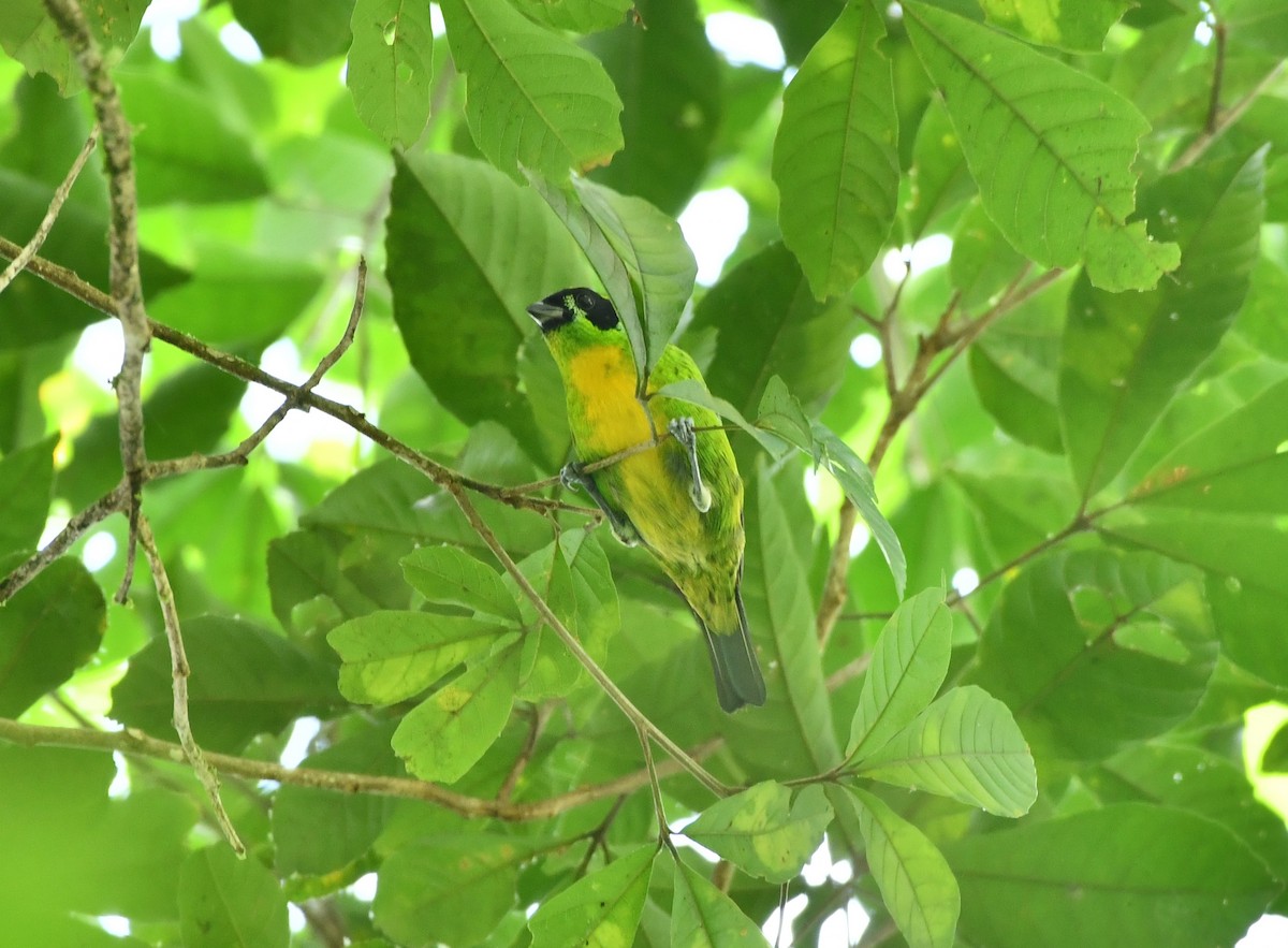 Green-and-gold Tanager - ML619097032