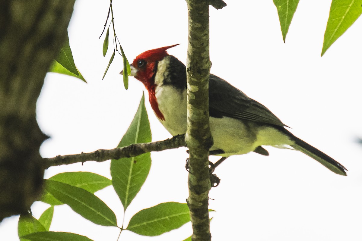 Red-crested Cardinal - ML619097048