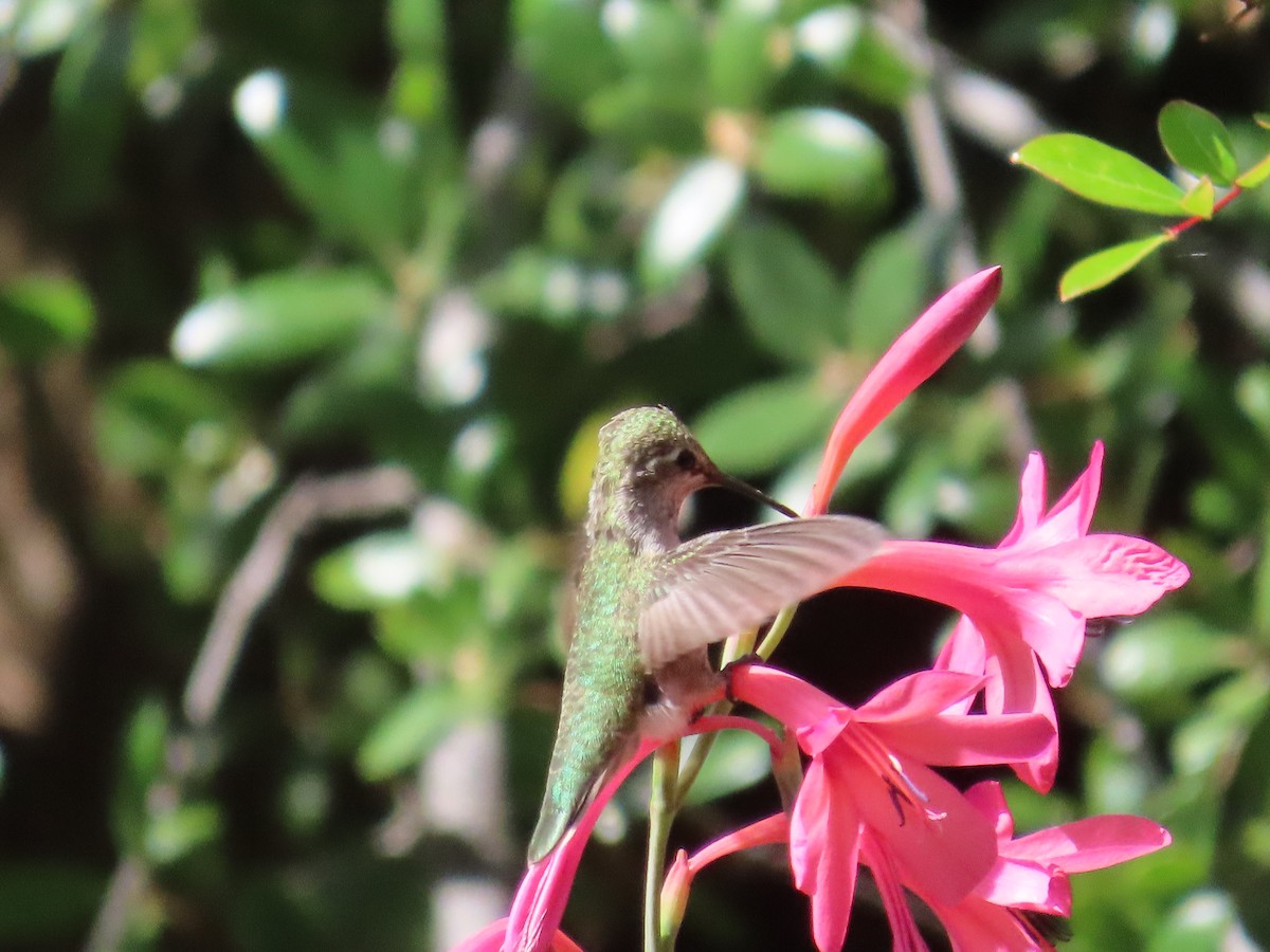 hummingbird sp. - ML619097061