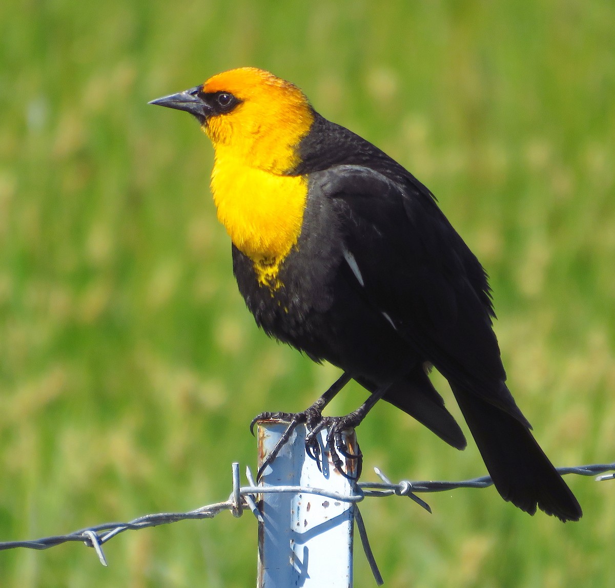 Yellow-headed Blackbird - ML619097089