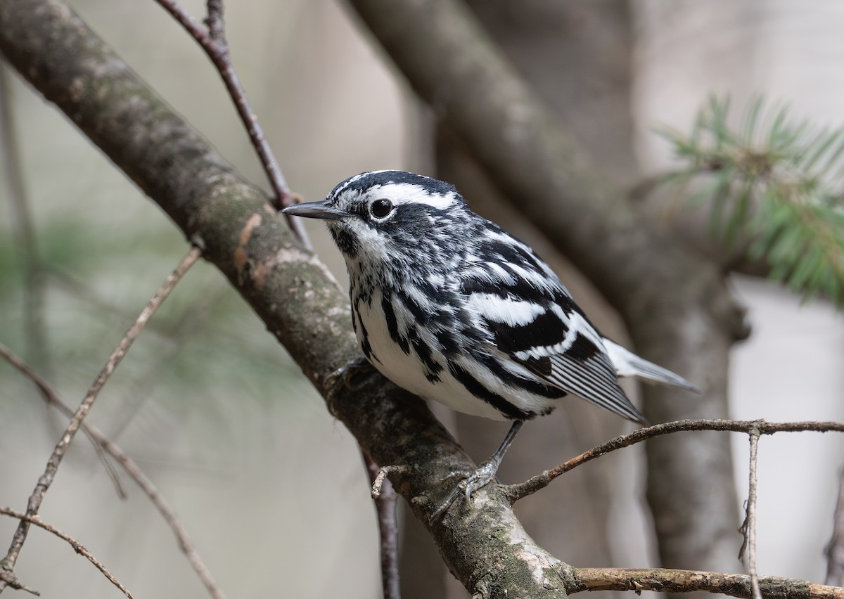 Black-and-white Warbler - ML619097101