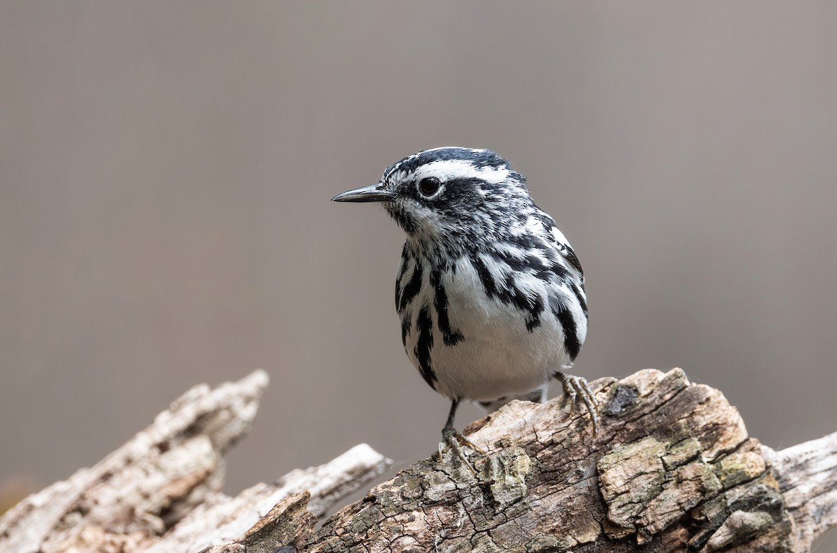 Black-and-white Warbler - ML619097108