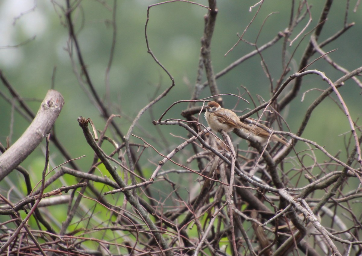 Eurasian Tree Sparrow - ML619097121