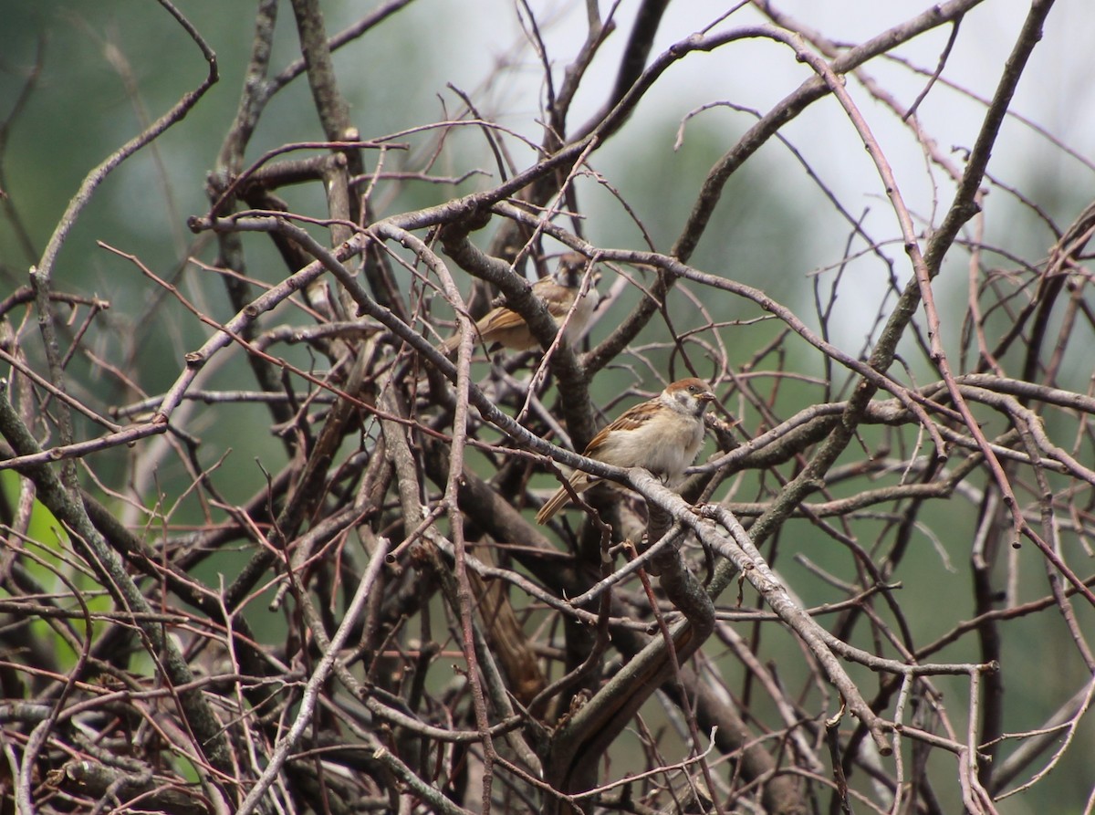 Eurasian Tree Sparrow - ML619097122
