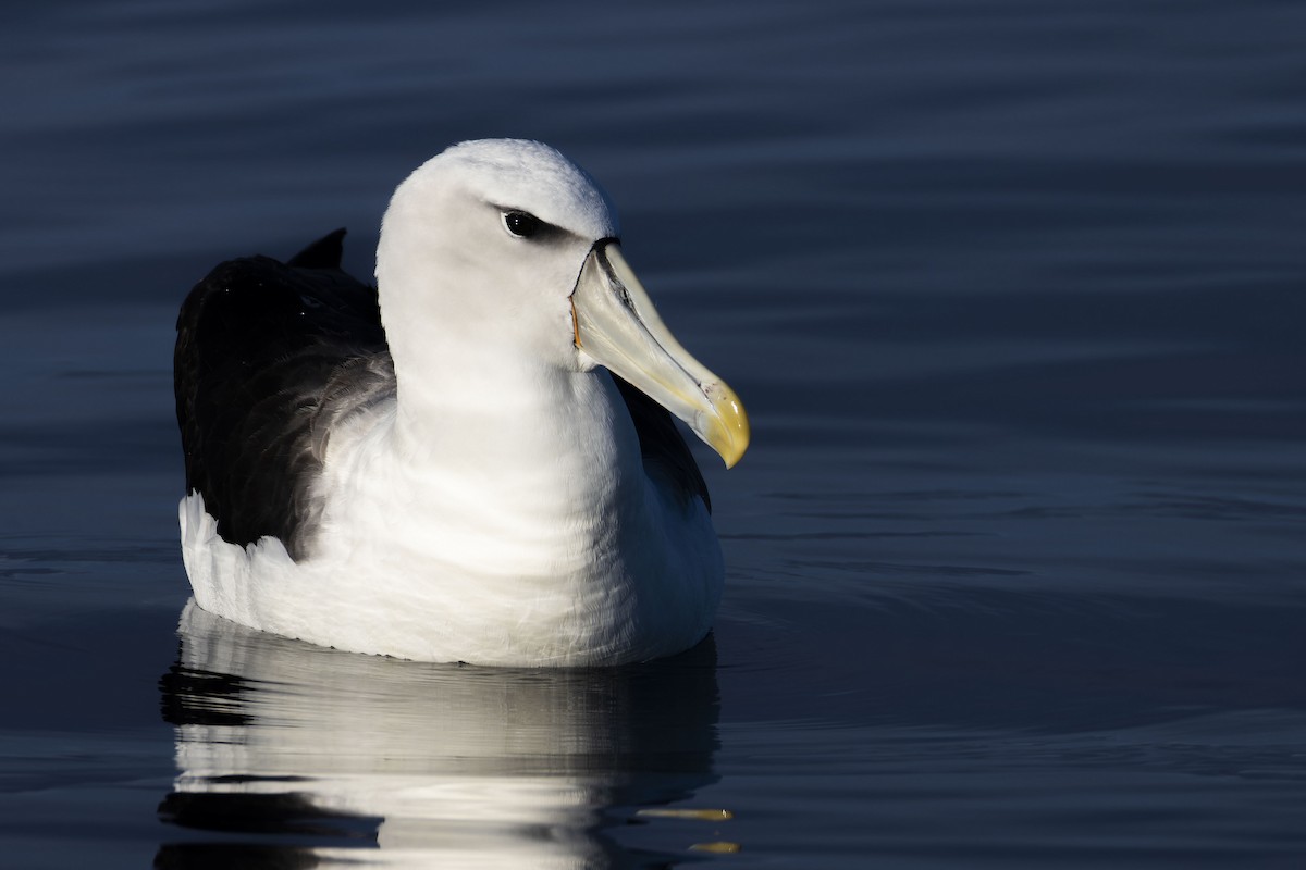 Albatros à cape blanche - ML619097175
