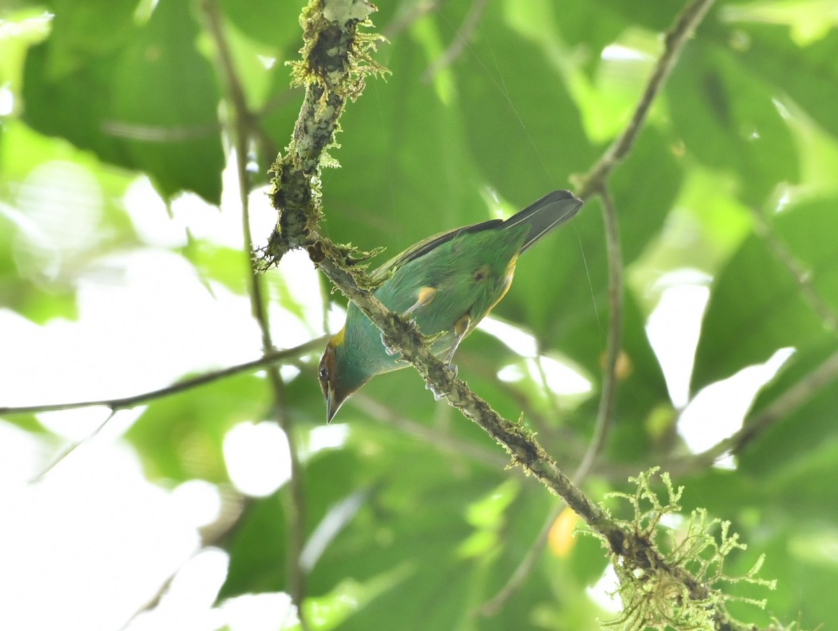Bay-headed Tanager - ML619097177