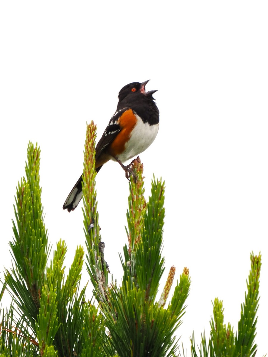 Spotted Towhee - ML619097199