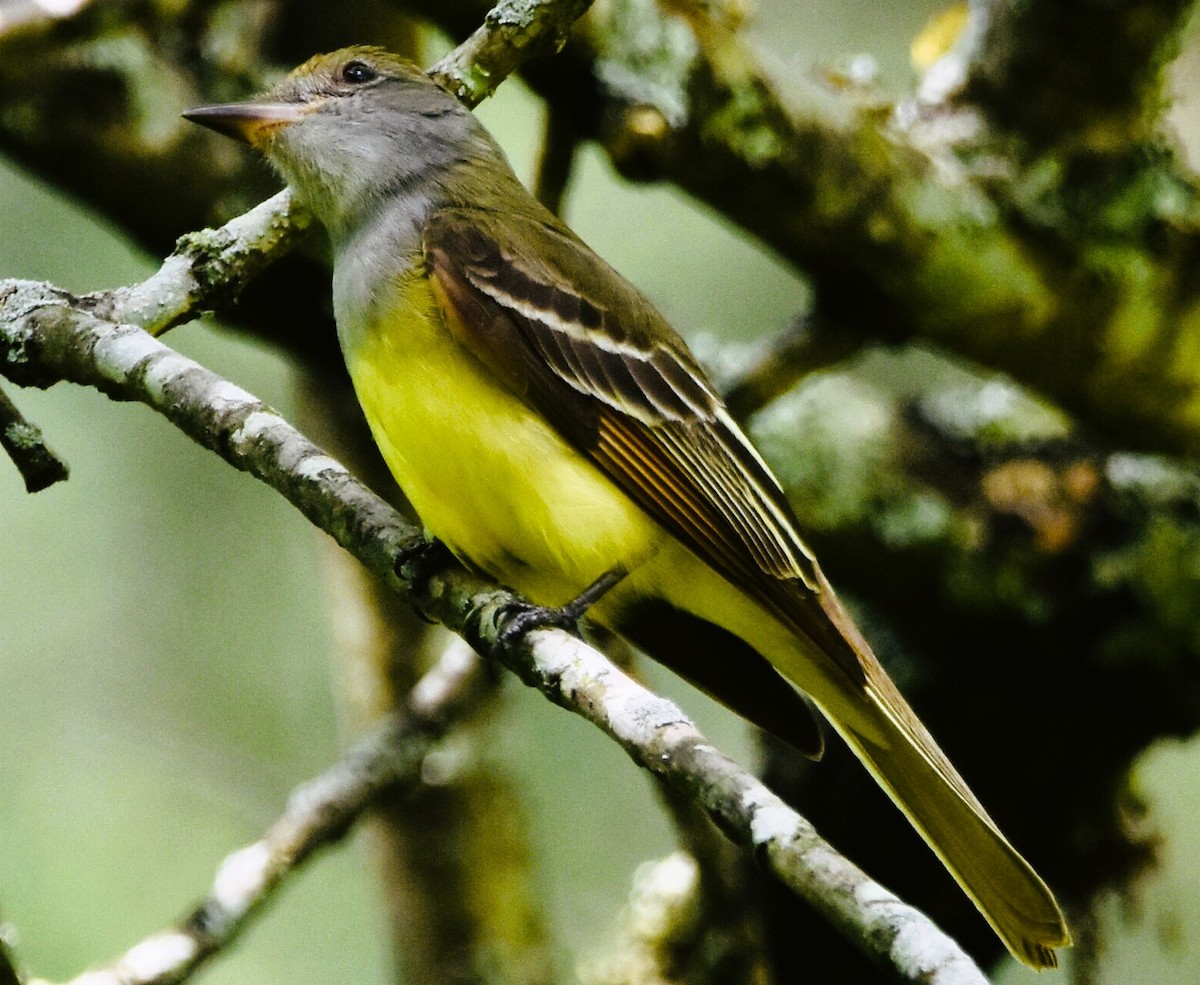 Great Crested Flycatcher - ML619097206