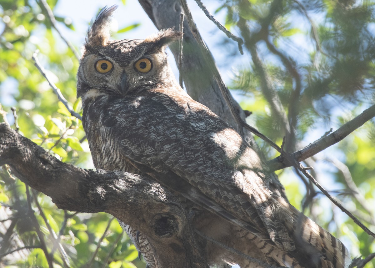 Great Horned Owl - ML619097223