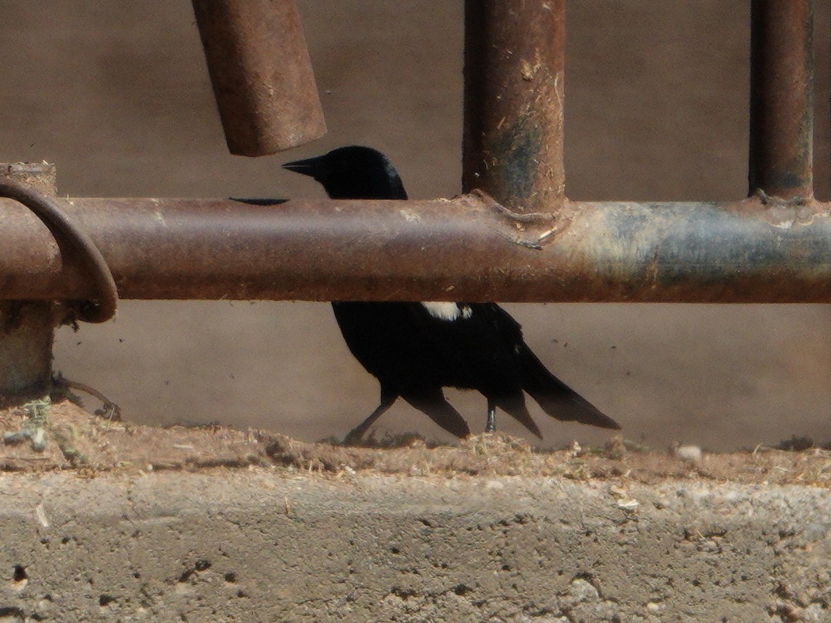 Tricolored Blackbird - ML619097270