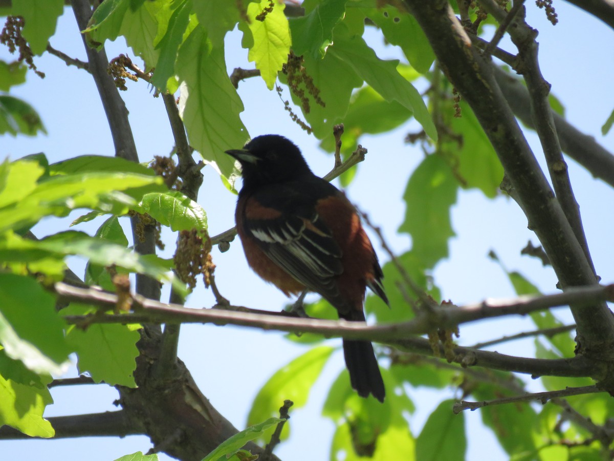 Orchard Oriole - ML619097306