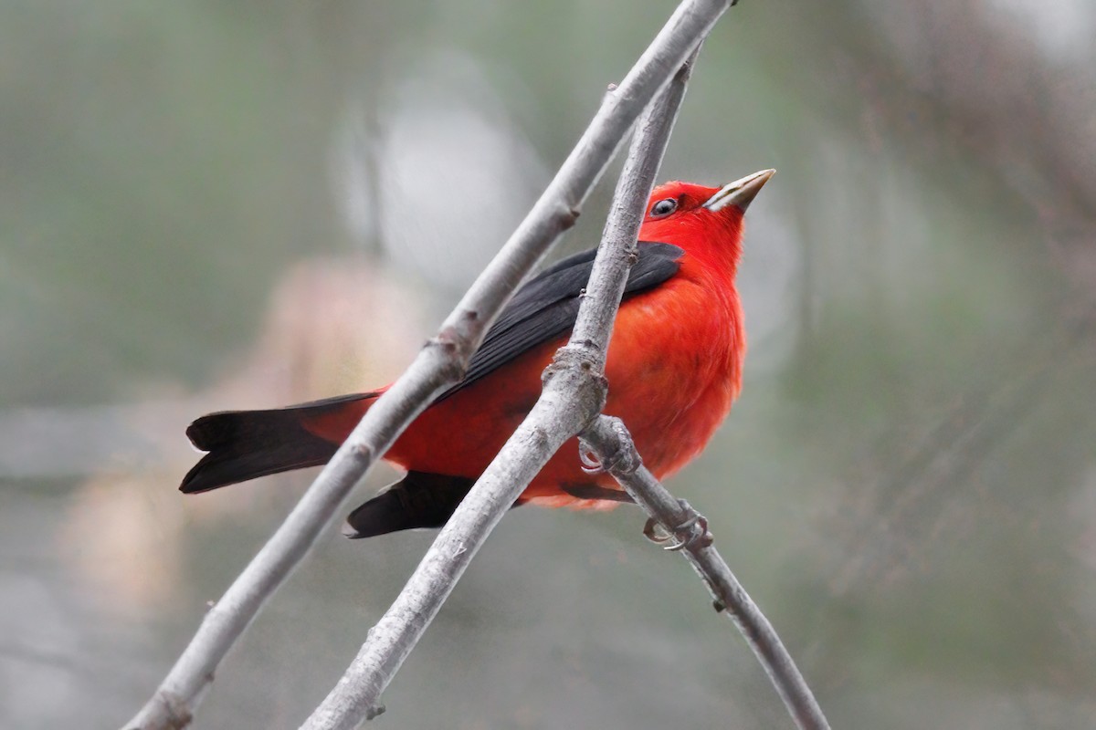 Scarlet Tanager - ML619097433