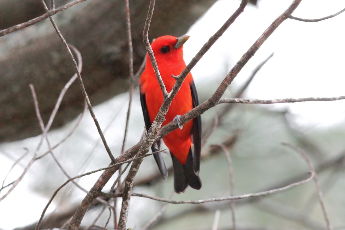 Scarlet Tanager - ML619097436