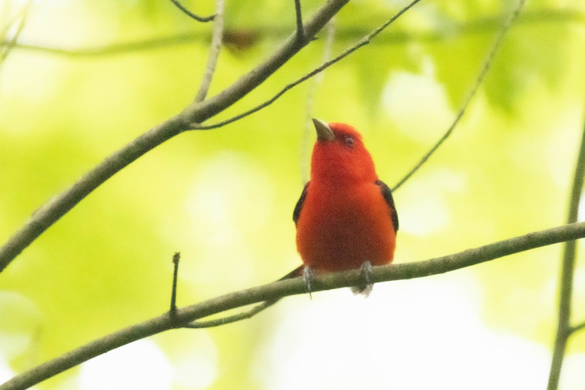 Scarlet Tanager - ML619097463