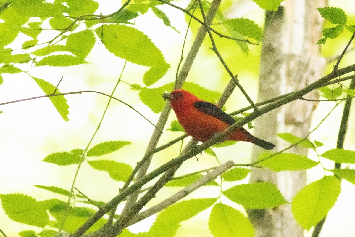 Scarlet Tanager - ML619097464